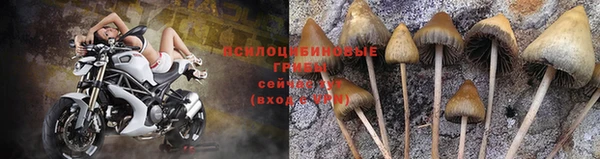 ПСИЛОЦИБИНОВЫЕ ГРИБЫ Горнозаводск